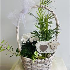 Planted Basket