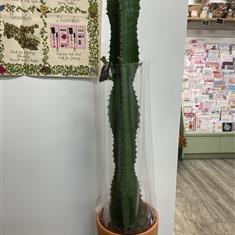 Euphorbia Cactus