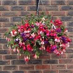 Fuchsia Hanging basket