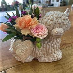 Highland cow arrangement